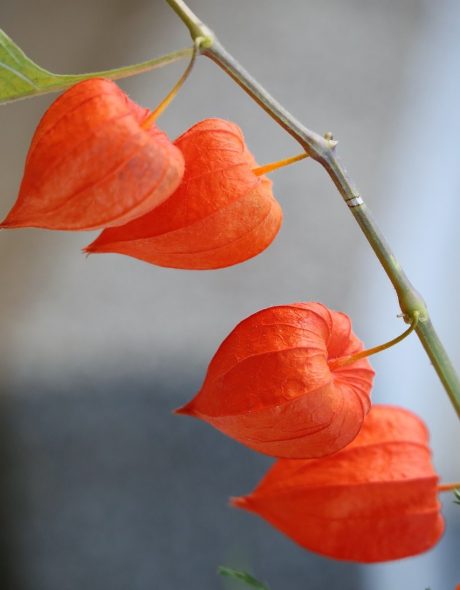 cape-gooseberry-g39c553e2f_1280