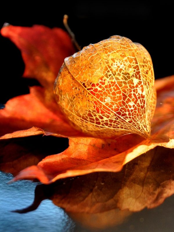 fall-1713232_1280